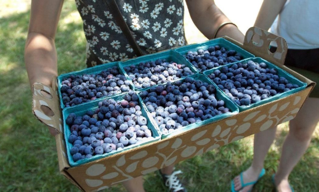 main line blueberries