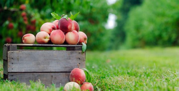 linvilla orchards peach festival