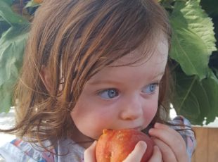 linvilla orchards peach festival