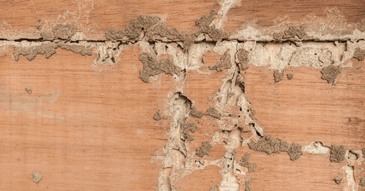 termite damaged wood